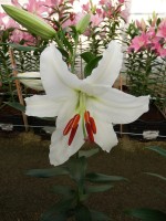 [5273 Siberia JWS No01.JPG]